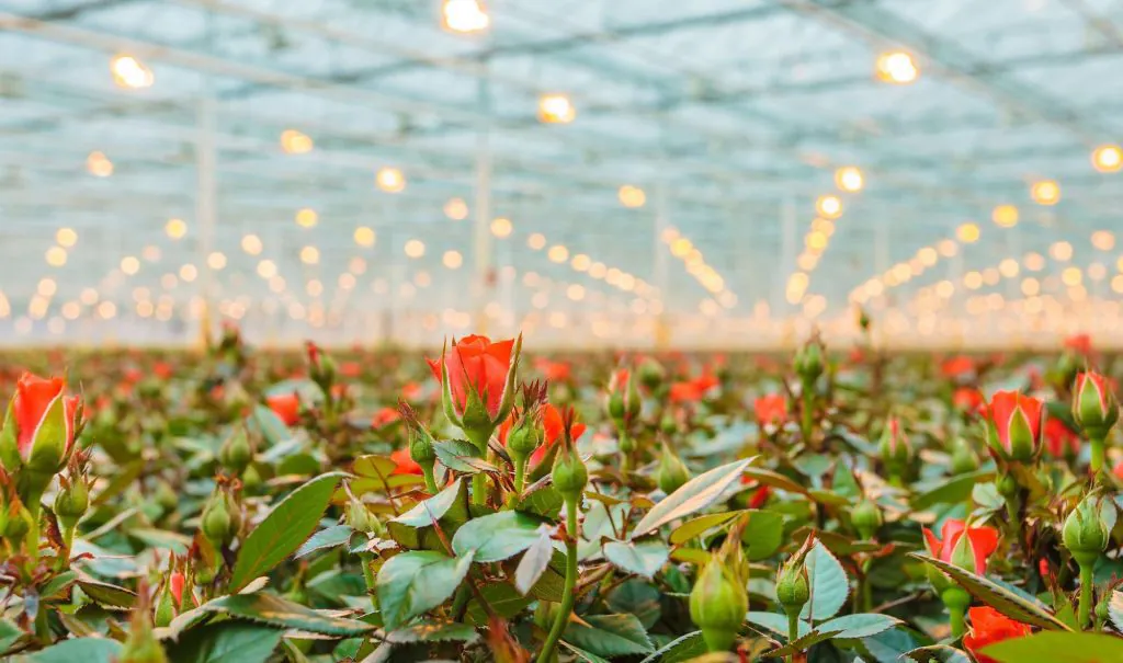 Ornamental flores ritec